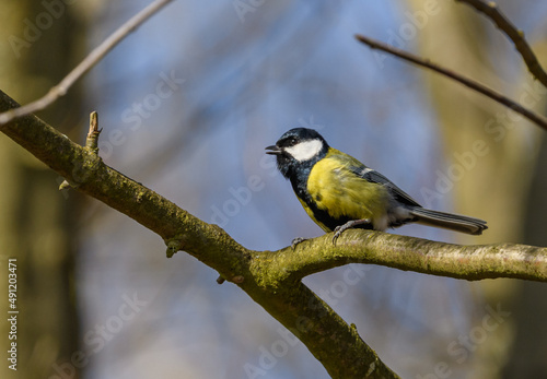 great tit (Parus major) bird on branch singing