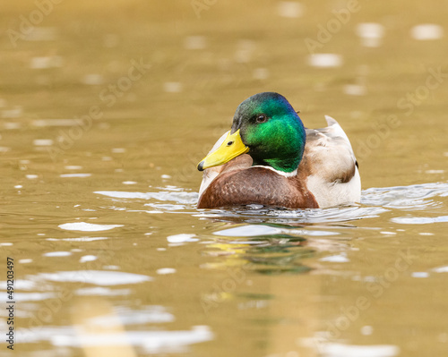 wild duck (anas platyrhynchos) male swimming in water