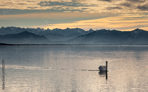 swan lake © AndyDauer