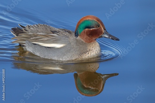 Eurasian teal ( Anas crecca) swimming over the lagoon in the Tablas de Daimiel National Park, Ciudad Real (Spain).