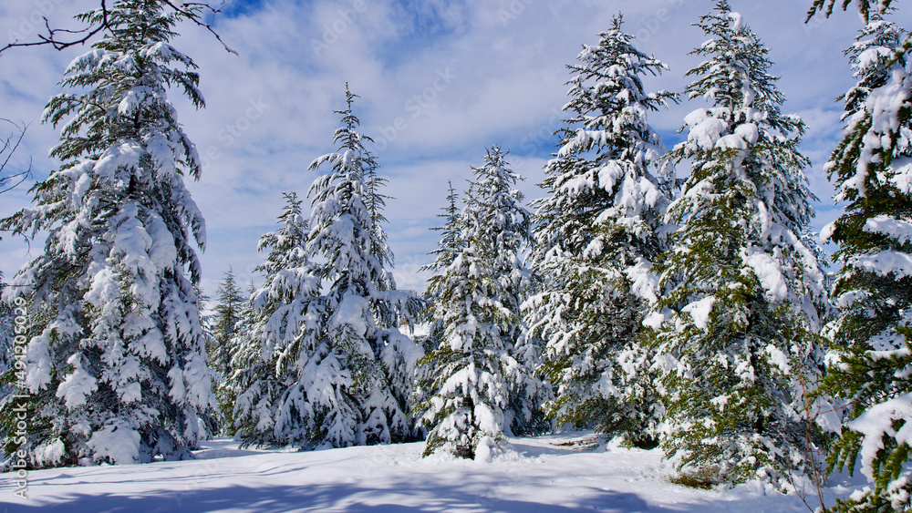 Pine forest, winter season. Snowy forest in sunny day. Winter landscapes. Blue sky, white snow and green pine forest. Pine forest, winter season. Snowy forest in sunny day. Winter landscapes. Blue sky, white snow and green pine forest.