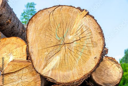 a thick log with radial cracks lies among thinner logs waiting to be processed to make lumber