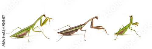 Foto brown mantis isolated on a white background