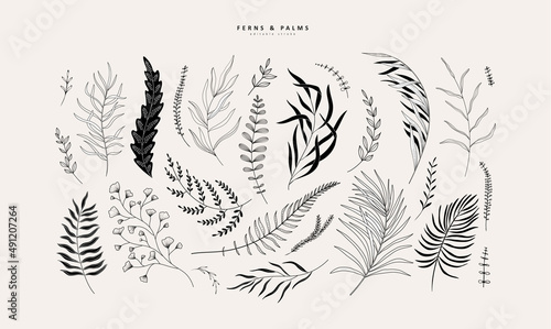 Floral tropical branch of fern and palm in silhouette and line style. Hand drawn elegant exotic leaves for invitation save the date card design. Botanical trendy greenery photo