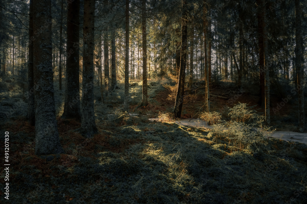 Morning sunlight in a mossy enchanted forest of pine trees