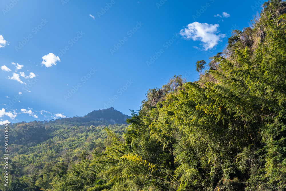 beautiful tall green tree with blue sky in summer sunshine, in front of a clouded sky and majestic mountain. concept nature mountain background