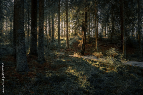 Morning sunlight in a mossy enchanted forest of pine trees