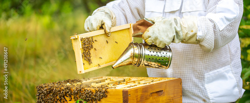 Beekeeper cleaning a honeycomb full of bees, professional beekeeper in protective workwear inspecting honeycomb frame at an apiary photo