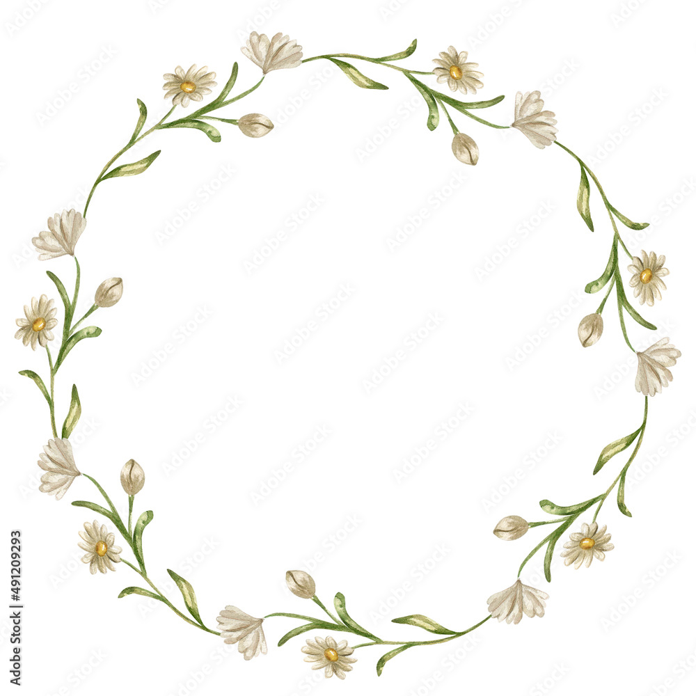 Watercolor chamomile wreath. Summer white flowers round frame  with daisy, wedding design with camomile . Botanical decorative ornament
