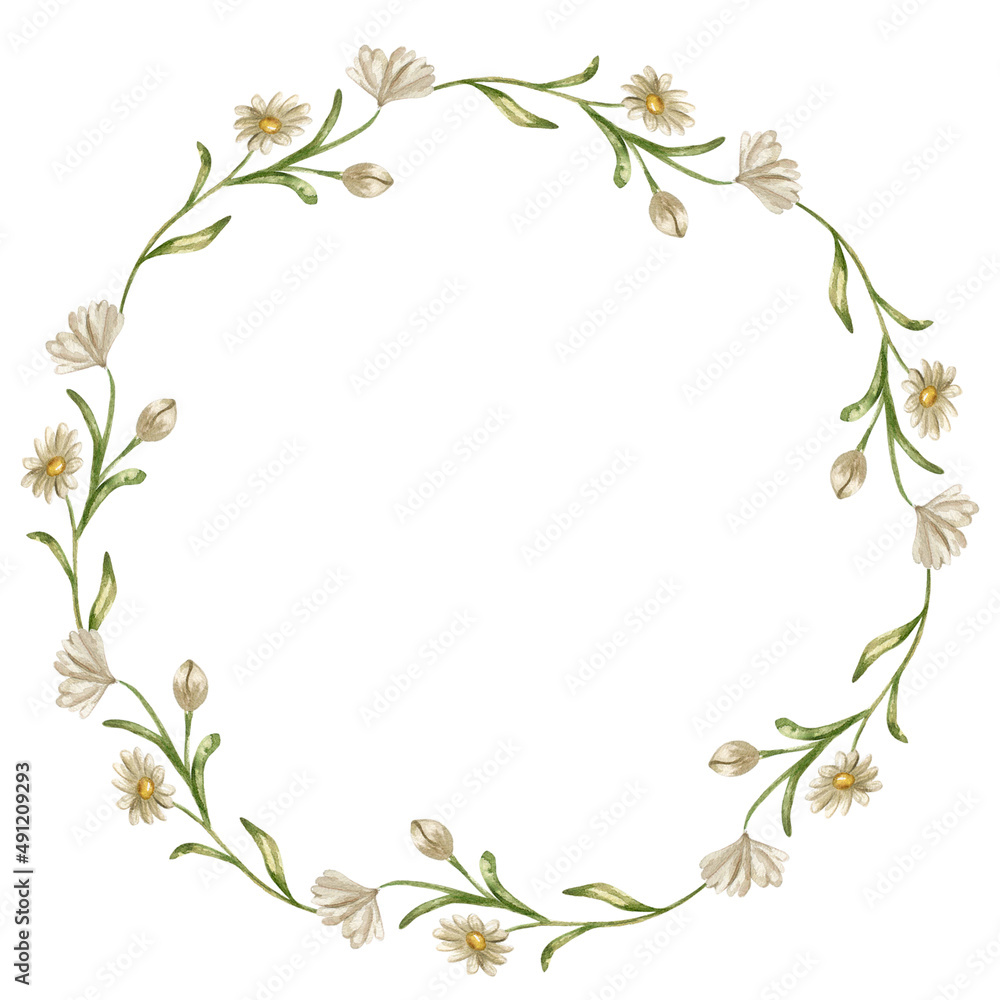 Watercolor chamomile wreath. Summer white flowers round frame with daisy, wedding design with camomile . Botanical decorative ornament Watercolor chamomile wreath. Summer white flowers round frame with daisy, wedding design with camomile . Botanical decorative ornament