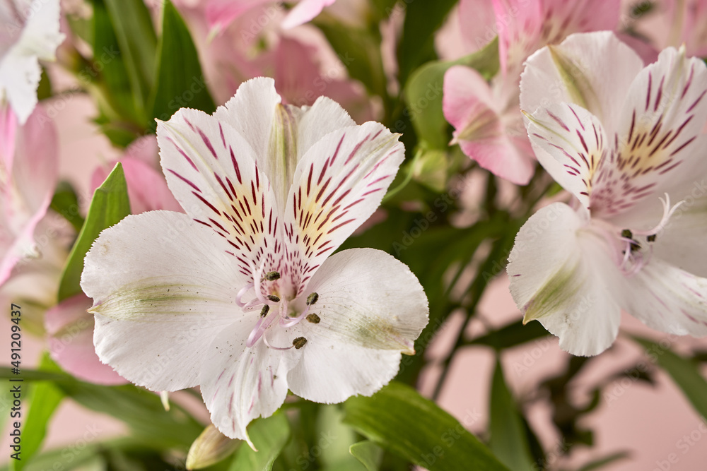 Obraz premium delicate spring flowers on a pink background