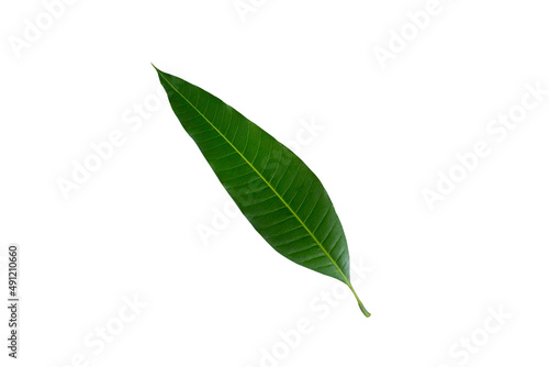 Green leaf isolated on white  background, Mango leaf background