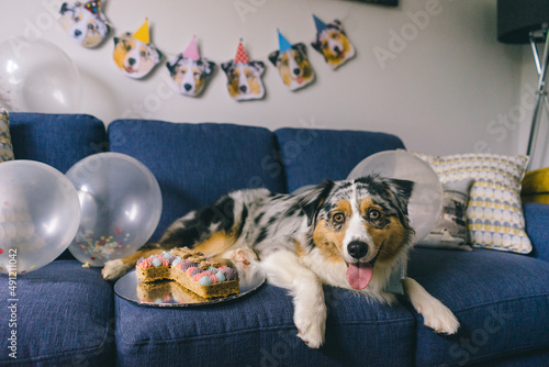 Celebrating Australian Shepherd Dog Birthday Party