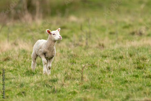 Lamb in a field, early spring in the UK. Beautiful countryside scene.
