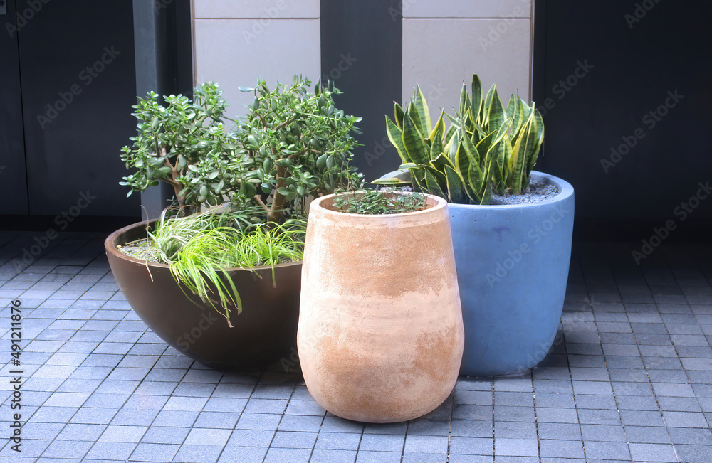 Three large pot planters with plants displayed in a laneway
