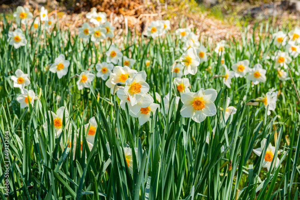 Pretty daffodil flowers in spring, Flower Valley (Blomdalen Kukkalaakso), Gullo, Raseborg, Finland Pretty daffodil flowers in spring, Flower Valley (Blomdalen Kukkalaakso), Gullo, Raseborg, Finland