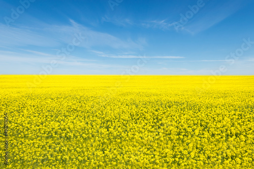 Oilseed rape, rapeseed field flowering in farmland in countryside , spring landscape under blue sky on sunny day in springtime, nature background 