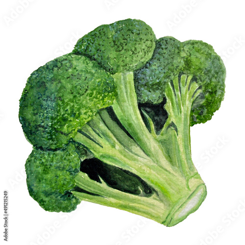 watercolor hand painted vegetable green broccoli illustration vegan 