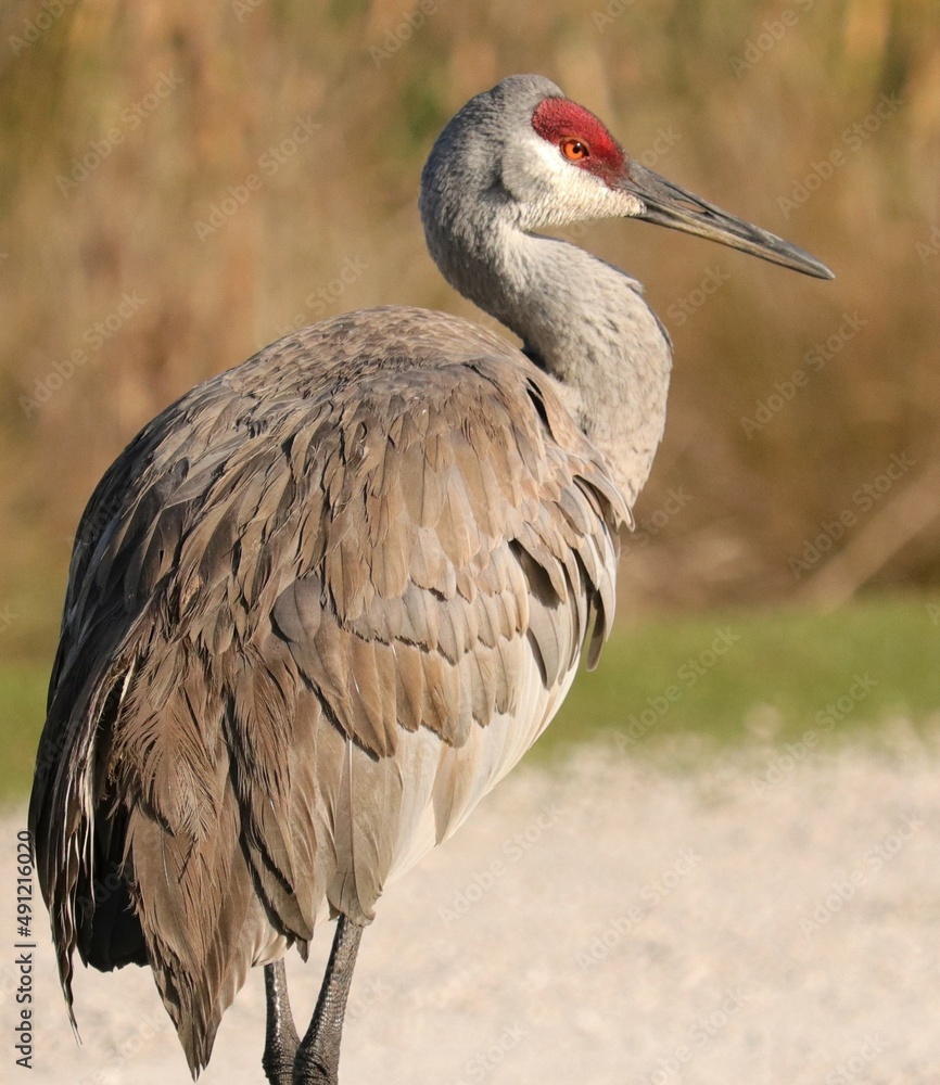 Naklejka premium Elegant sandhill crane conservation success