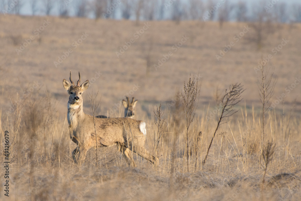 Animals of roe deer (capreolus capreolus) on meadow in spring. Majestic male roe deer standing proudly. Animals of roe deer (capreolus capreolus) on meadow in spring. Majestic male roe deer standing proudly.