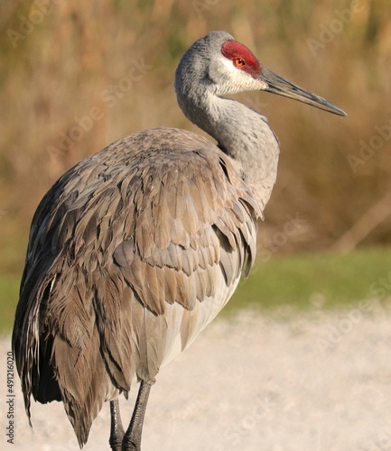 Photography Elegant sandhill crane conservation success