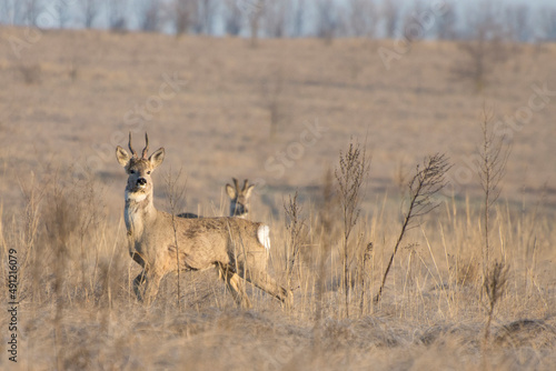 Animals of roe deer (capreolus capreolus) on meadow in spring. Majestic male roe deer standing proudly.