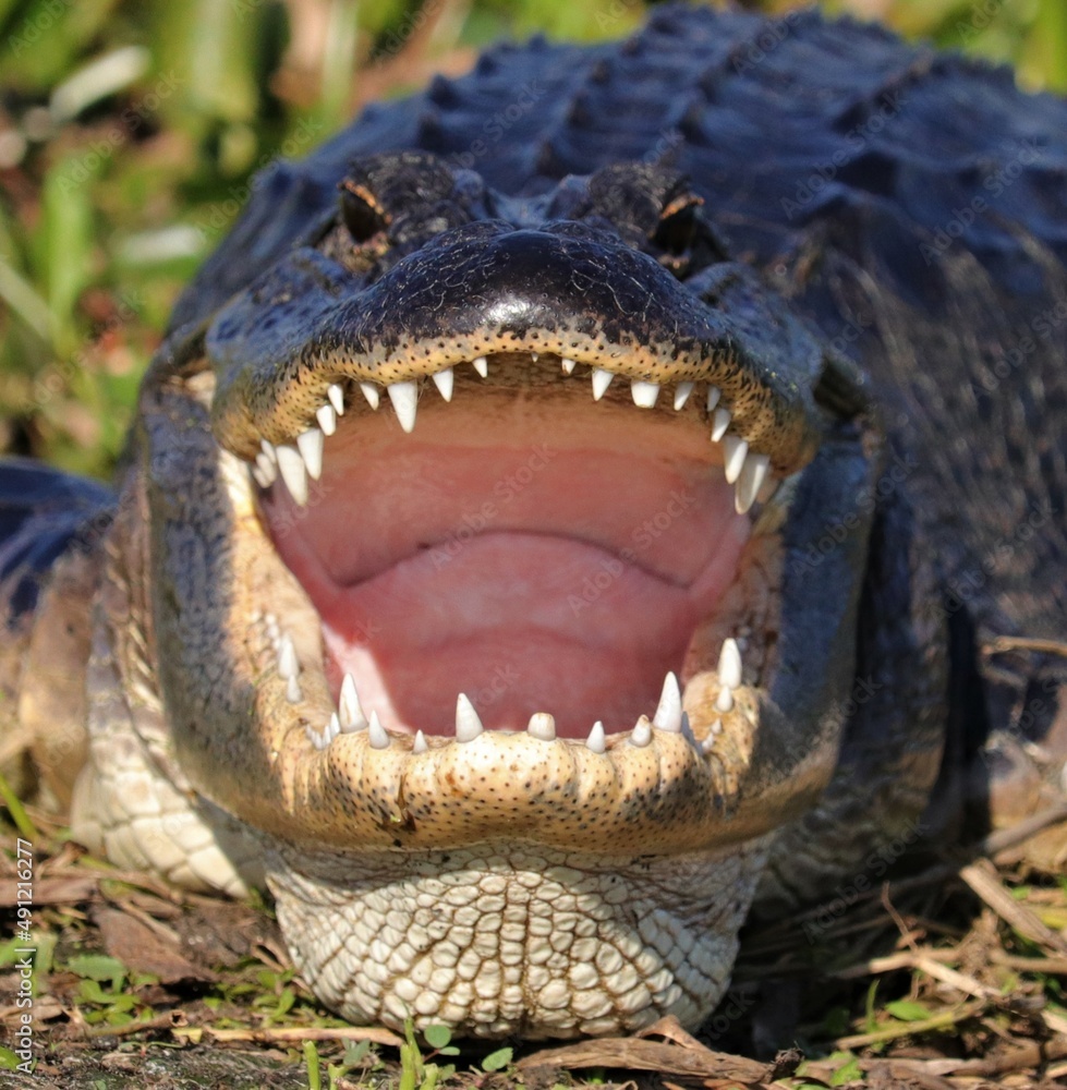 Obraz premium Dinner time!