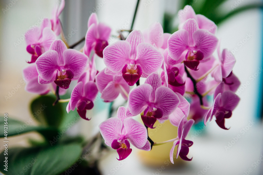 Pink flower and leaves of the phalaenopsis orchid in a flower pot on the windowsill in the house. Care of a houseplant. Pink flower and leaves of the phalaenopsis orchid in a flower pot on the windowsill in the house. Care of a houseplant.