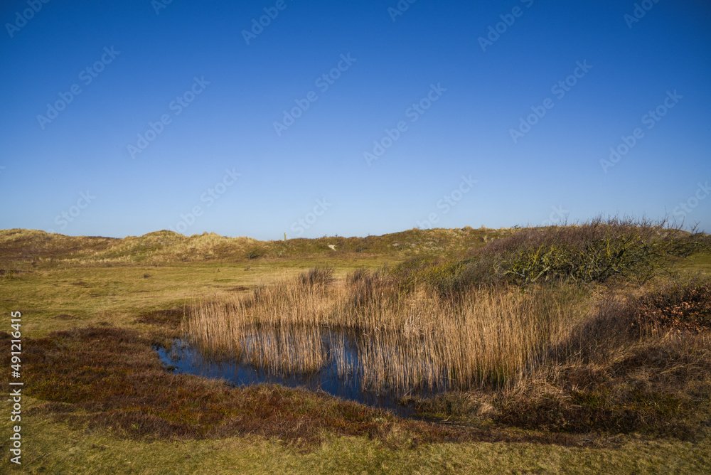 Callantsoog, Netherlands, February 2022. The dune landscape of nature reserve Zwanenwater in Callantsoog. Callantsoog, Netherlands, February 2022. The dune landscape of nature reserve Zwanenwater in Callantsoog.