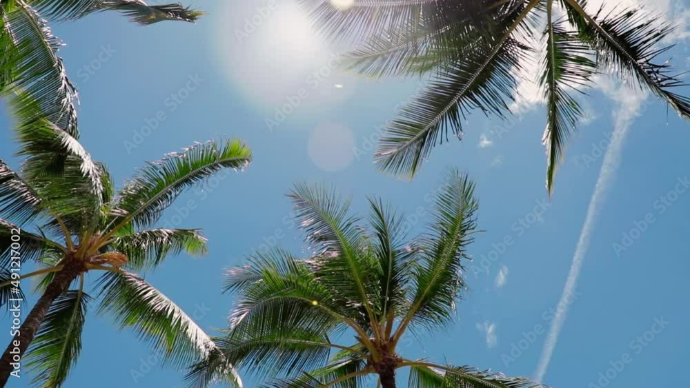 Looking up sunbeams through palm trees swaying in the wind on sunny blue sky, Hawaii