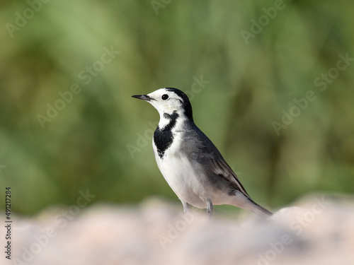 White wagtail close up