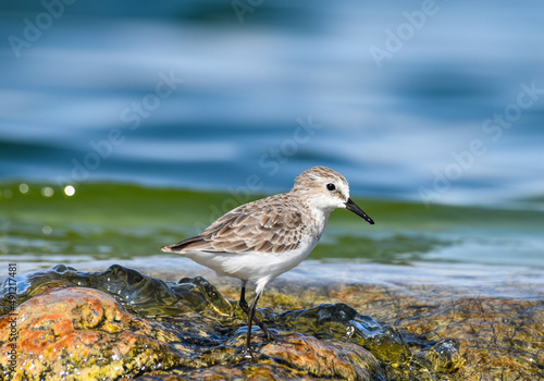Εκτύπωση καμβά Little stint on a rock