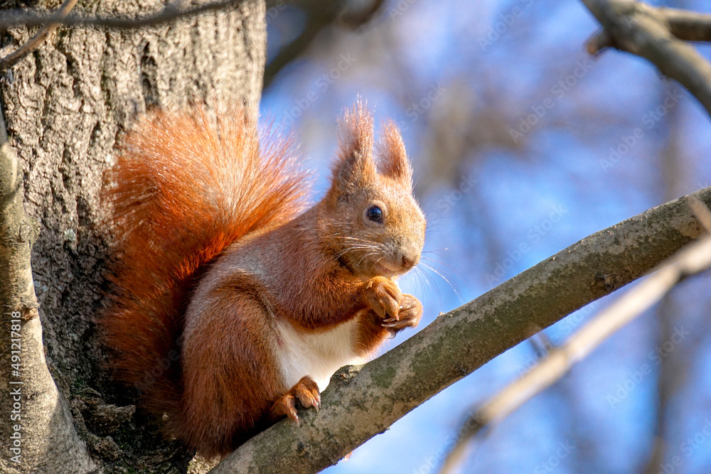 Fototapeta premium Squirrel sits on tree branch and eats a nut