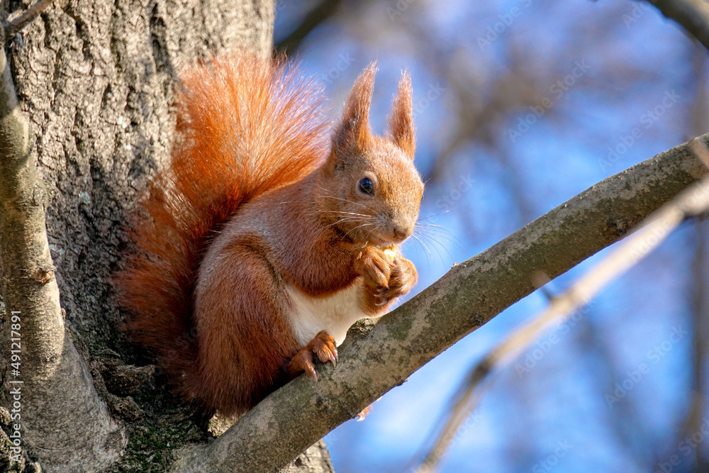 Fototapeta premium Squirrel sits on tree branch and eats a nut