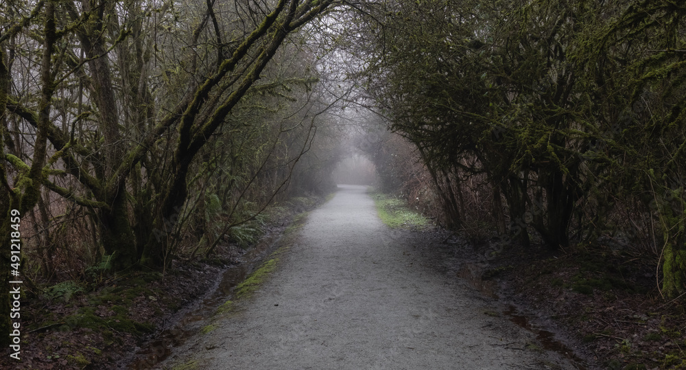Path in the Canadian rain forest with green trees. Early morning fog in winter season. Tynehead Park in Surrey, Vancouver, British Columbia, Canada. Path in the Canadian rain forest with green trees. Early morning fog in winter season. Tynehead Park in Surrey, Vancouver, British Columbia, Canada.