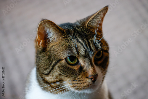 Fototapeta Naklejka Na Ścianę i Meble -  Close up cat with intense eyes and expression