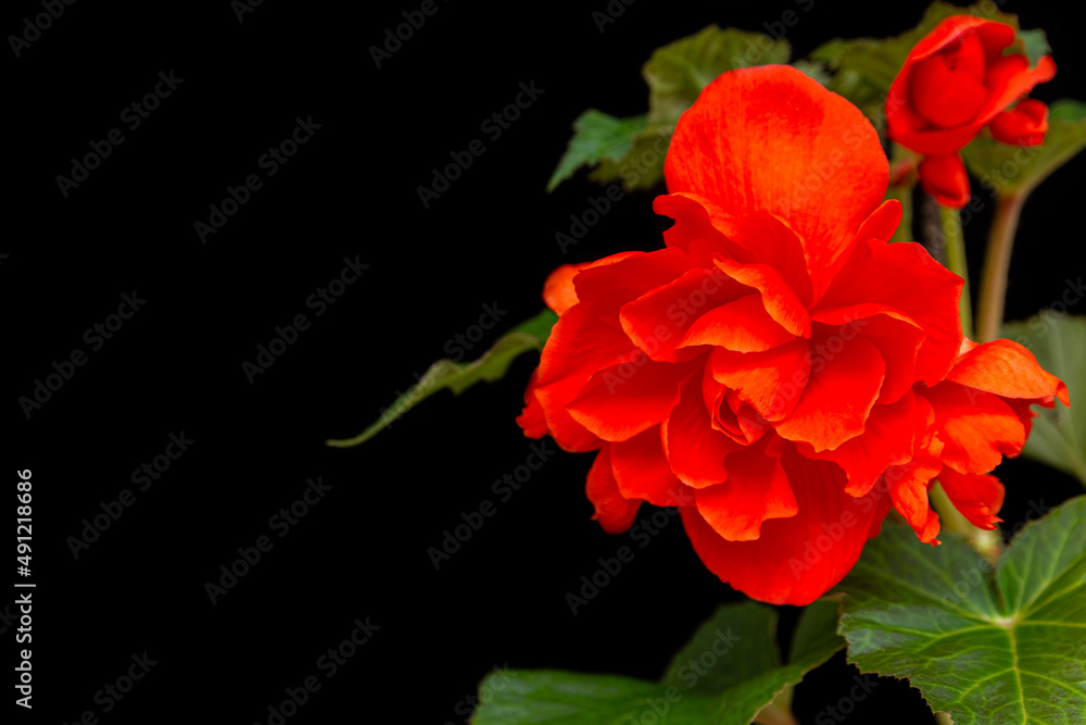 Gorgeous red begonia, isolate on black background with copy space. Home flowers, hobby. Floral card. Gorgeous red begonia, isolate on black background with copy space. Home flowers, hobby. Floral card.