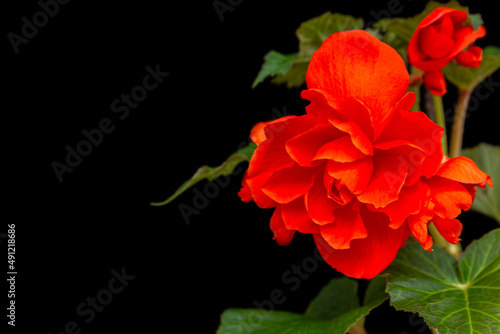 Gorgeous red begonia, isolate on black background with copy space. Home flowers, hobby. Floral card.