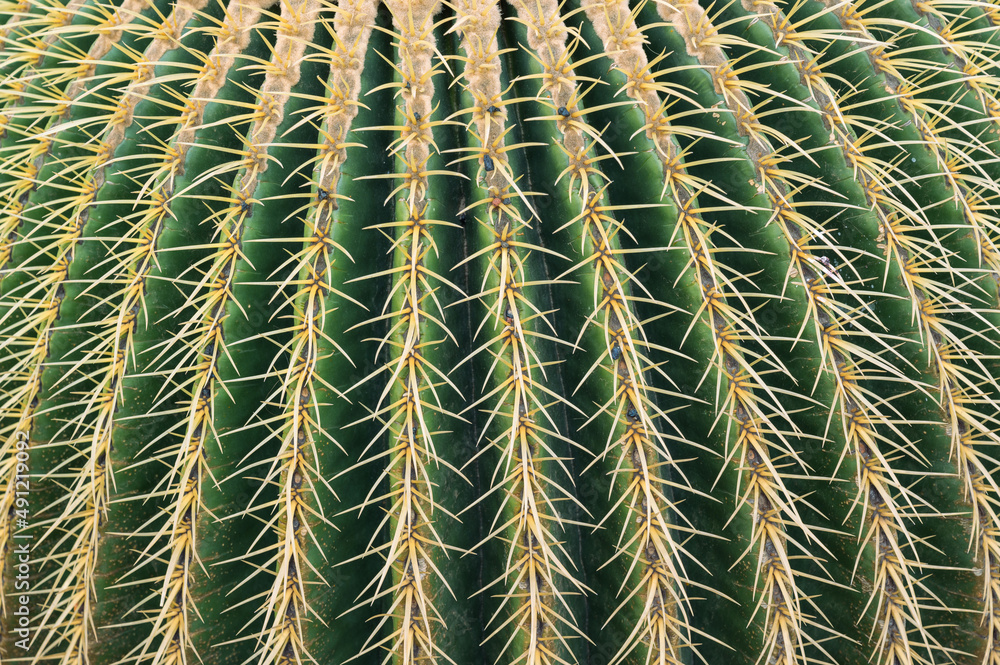Cactus spines texture background, graphic resource Cactus spines texture background, graphic resource
