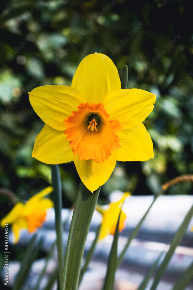 Daffodil flowers blooming in the garden. Pretty daffodils Daffodil flowers blooming in the garden. Pretty daffodils