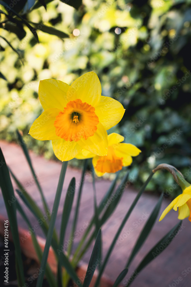Daffodil flowers blooming in the garden. Pretty daffodils