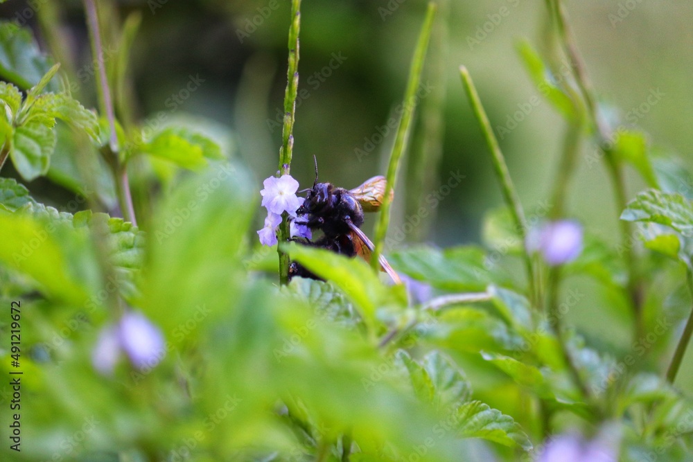 Insect pollinating flowers in nature. Insect pollinating flowers in nature.