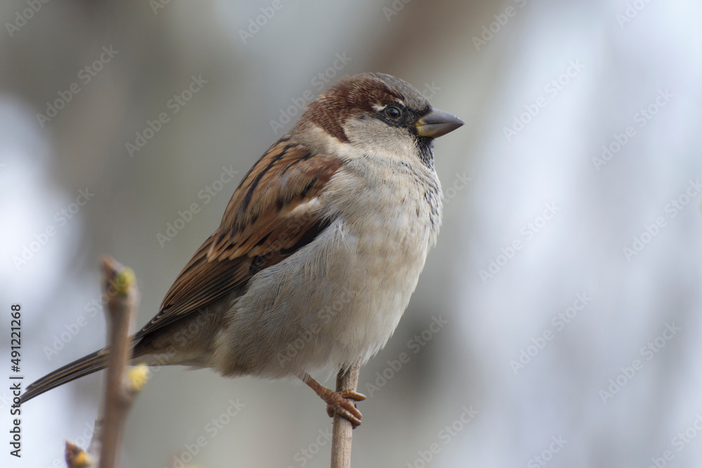 Portrait of a male sparrow sitting on a tree branch. Blurred background