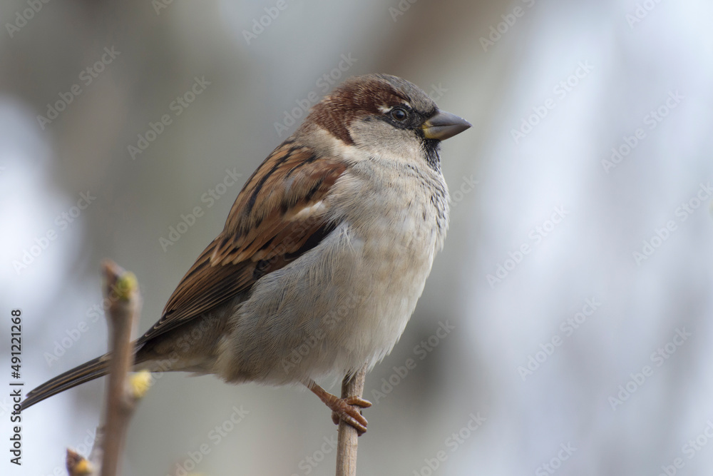 Portrait of a male sparrow sitting on a tree branch. Blurred background Portrait of a male sparrow sitting on a tree branch. Blurred background