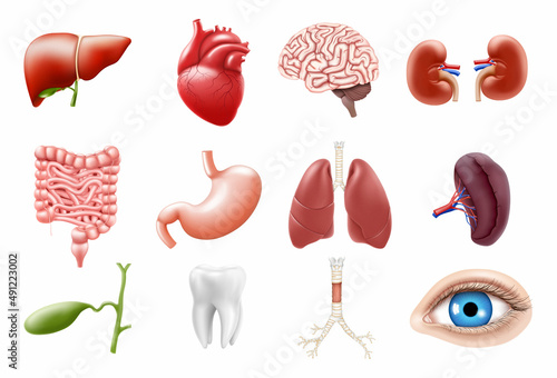 Human internal organs isolated on white background. Lungs, kidneys, stomach, intestines, brain, heart, spleen, liver, tooth, trachea, gallbladder, eye. Realistic 3d vector icons set photo