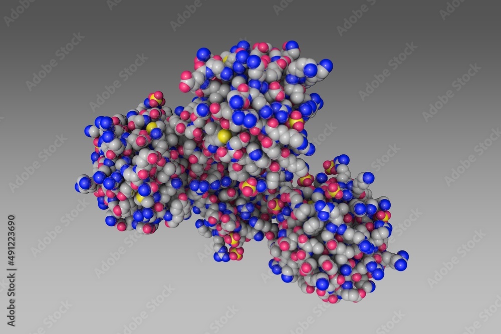 Human fibroblast growth factor 18. Space-filling molecular model on gray background. Rendering based on protein data bank entry 4cjm. Scientific background. 3d illustration