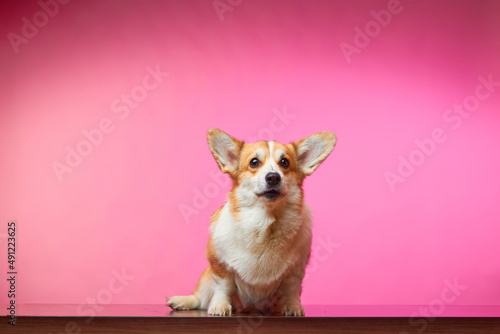 Studio portrait of a Welsh Corgi Pembroke dog, isolated on a pink background. Pet Day. A beautiful new member of the family. Doggy looking and waiting for a reward. Pet care concept. Banner. © Anton