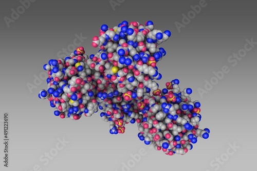 Human fibroblast growth factor 18. Space-filling molecular model on gray background. Rendering based on protein data bank entry 4cjm. Scientific background. 3d illustration photo