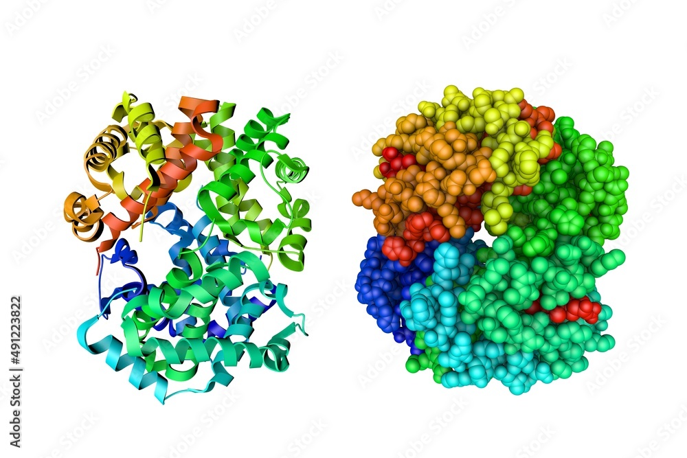 Crystal structure and molecular model of deoxyhemoglobin in complex with aryloxyalkanoic acid. Rendering based on protein data bank. Rainbow coloring from N to C. 3d illustration Crystal structure and molecular model of deoxyhemoglobin in complex with aryloxyalkanoic acid. Rendering based on protein data bank. Rainbow coloring from N to C. 3d illustration