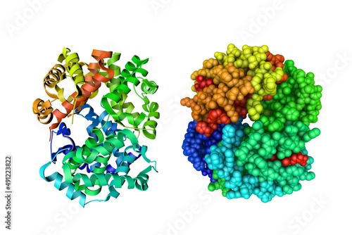 Crystal structure and molecular model of deoxyhemoglobin in complex with aryloxyalkanoic acid. Rendering based on protein data bank. Rainbow coloring from N to C. 3d illustration